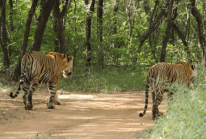 best kenya safari companies