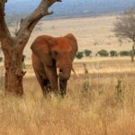 Tsavo