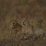 Maasai Mara