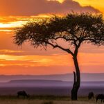 Maasai Mara