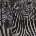 Maasai Mara